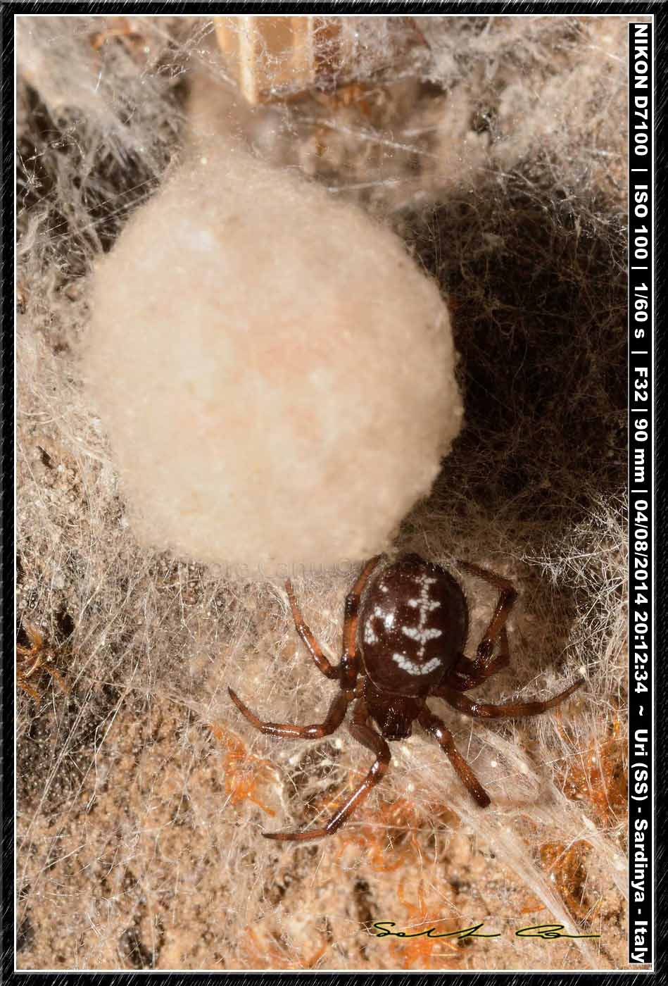 Steatoda grossa (C. L. Koch, 1838)